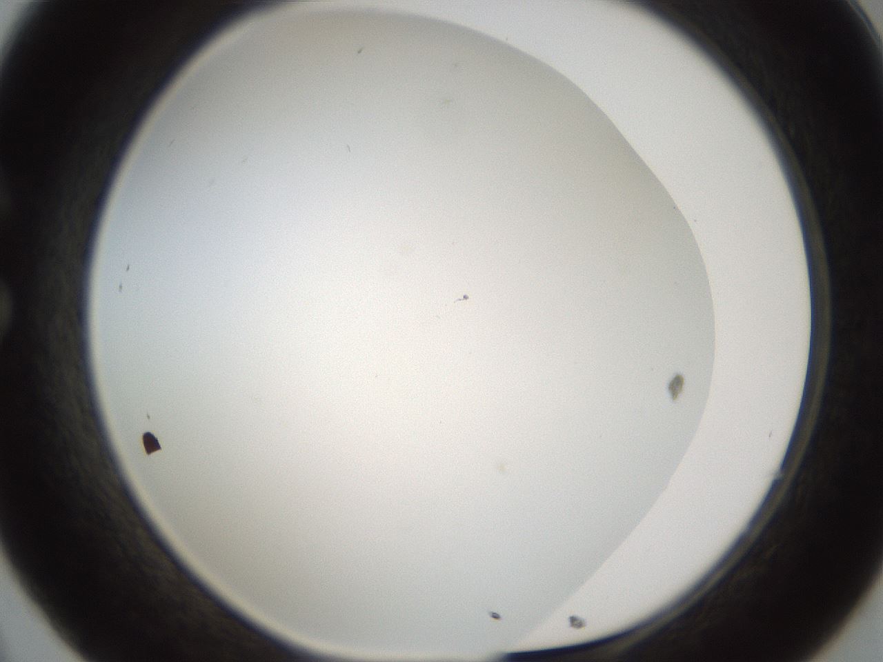 folderID213_plateID1213_batchID4659_wellNum32_profileID1_d1_r69022_ef.jpg