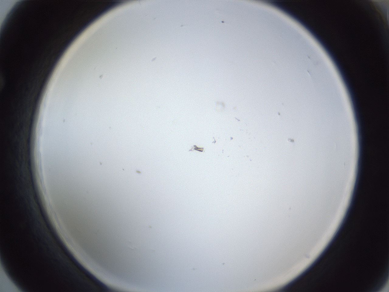 folderID217_plateID1217_batchID4437_wellNum65_profileID1_d1_r68896_ef.jpg