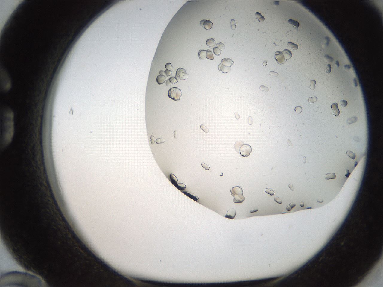 folderID236_plateID2236_batchID10452_wellNum84_profileID1_d1_r154638_ef.jpg
