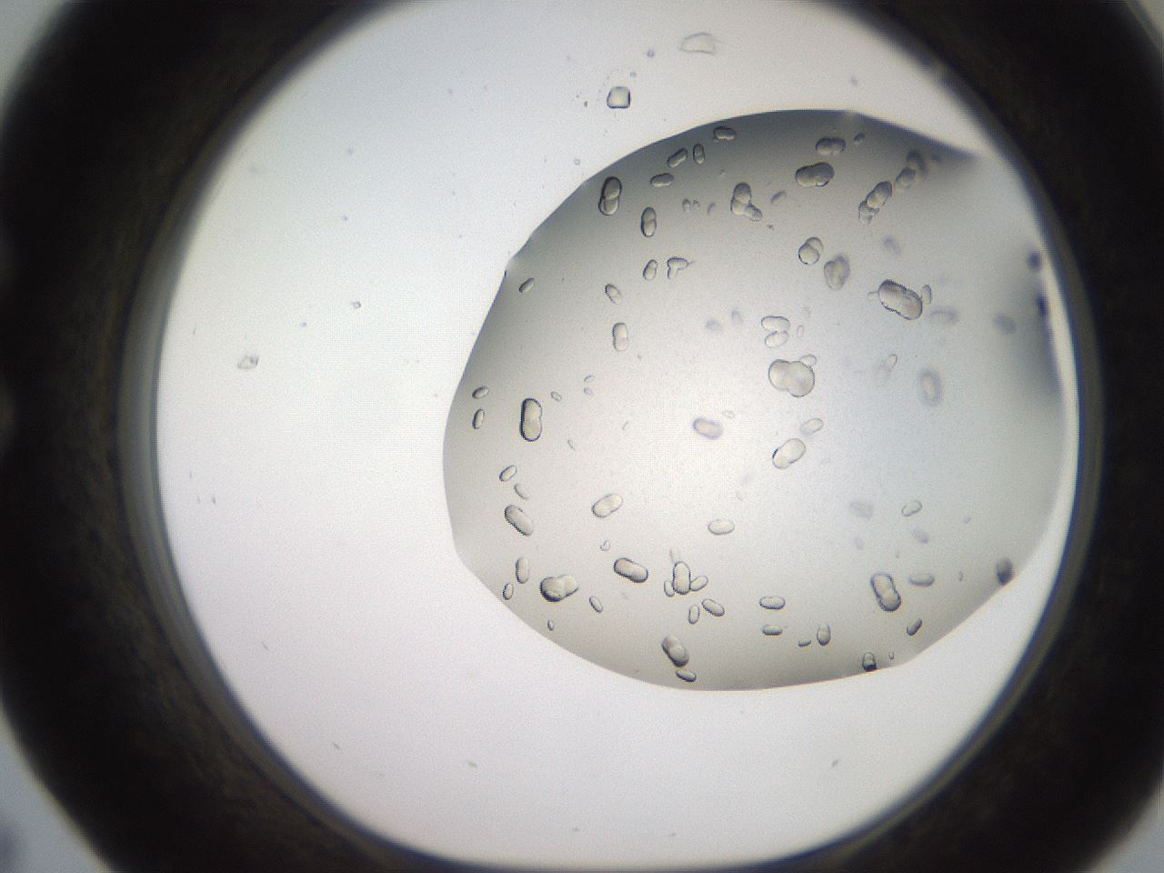 folderID241_plateID2241_batchID10663_wellNum31_profileID1_d1_r154896_ef.jpg