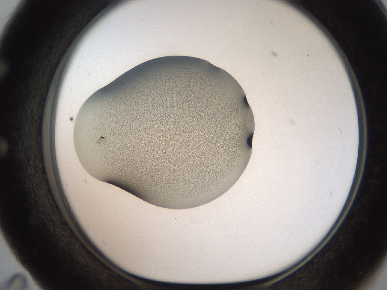 folderID250_plateID2250_batchID10217_wellNum59_profileID1_d1_r155567_ef.jpg
