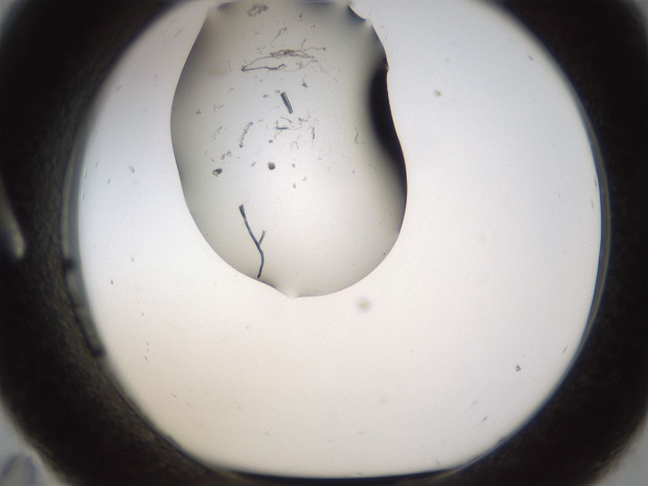 folderID259_plateID1259_batchID3796_wellNum11_profileID1_d1_r72770_ef.jpg