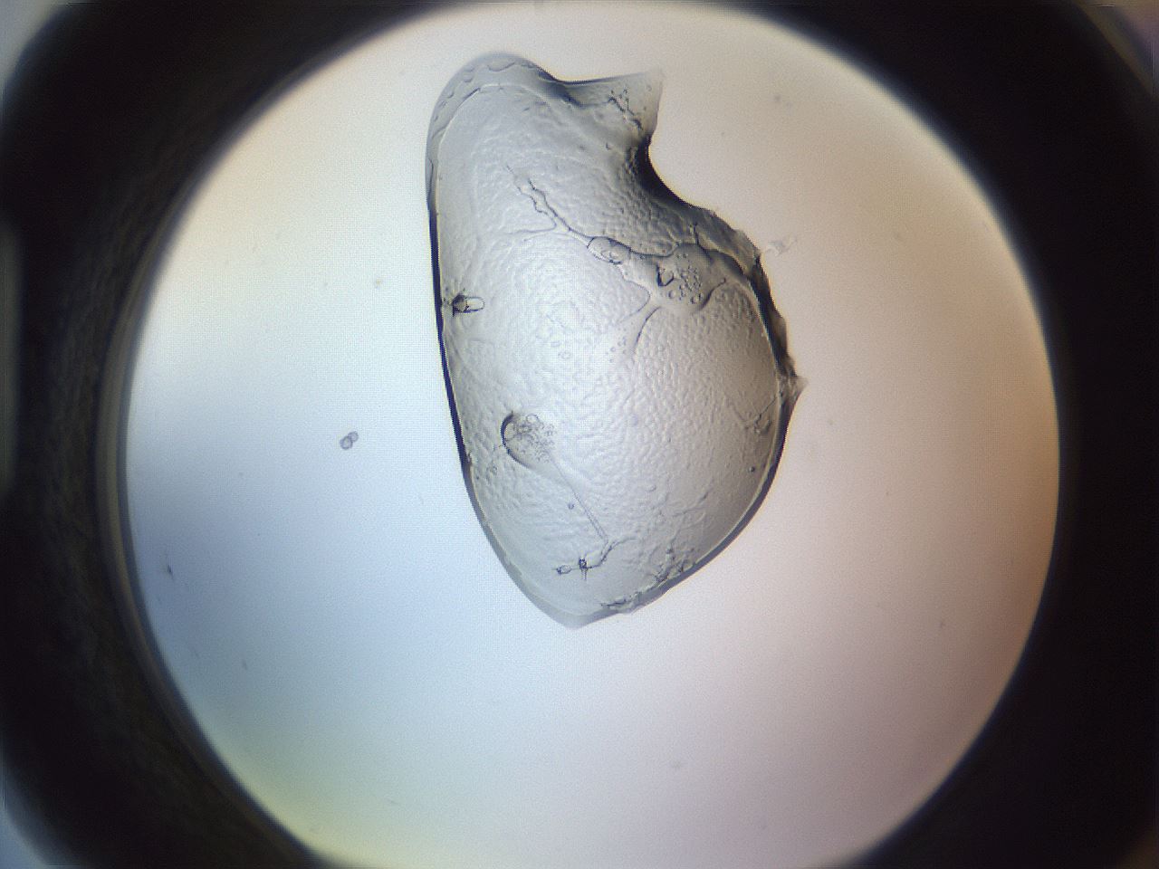 folderID280_plateID1280_batchID4753_wellNum89_profileID1_d1_r75432_ef.jpg