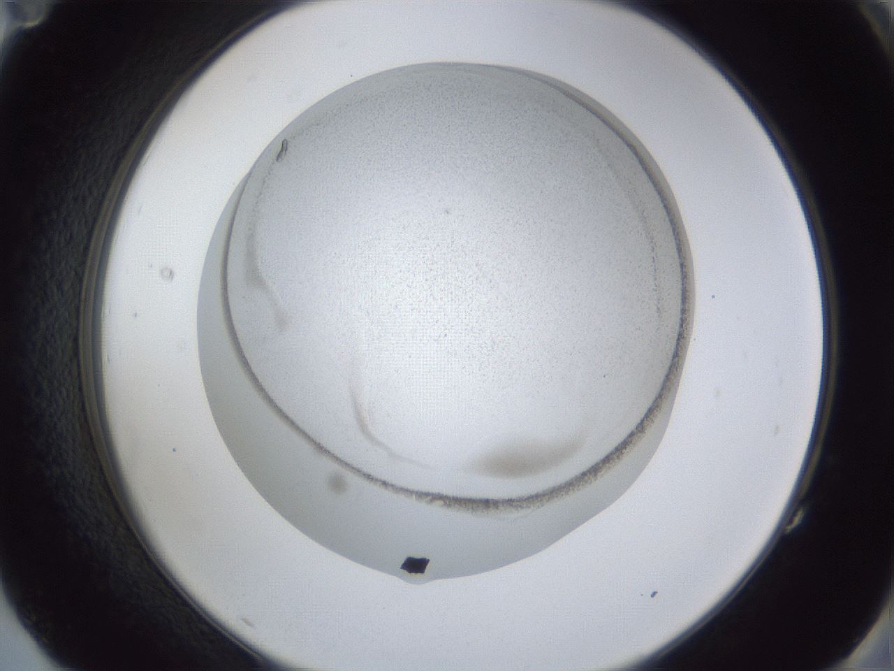 folderID28_plateID1028_batchID1824_wellNum83_profileID1_d2_r44105_ef.jpg