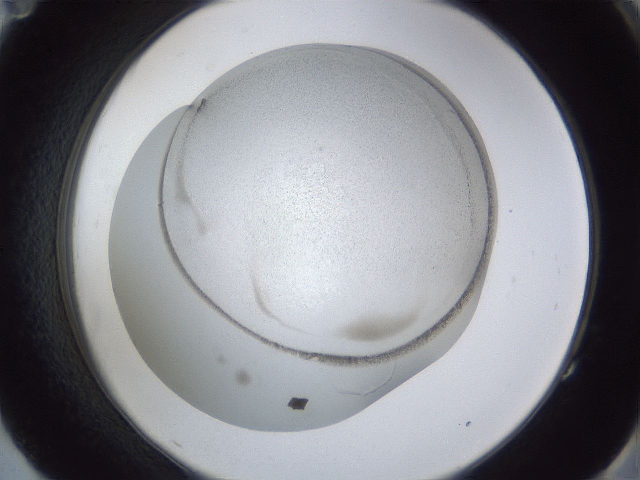 folderID28_plateID1028_batchID1887_wellNum83_profileID1_d2_r44105_ef.jpg