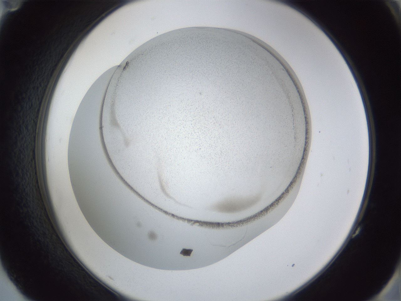 folderID28_plateID1028_batchID2091_wellNum83_profileID1_d2_r44105_ef.jpg