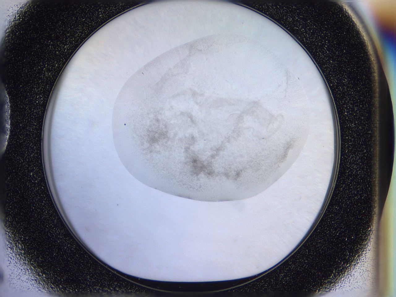 056l_D5_ImagerDefaults_2.jpg