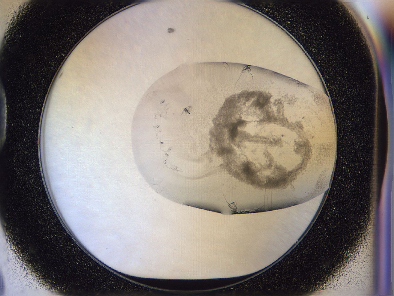 056l_D8_ImagerDefaults_3.jpg