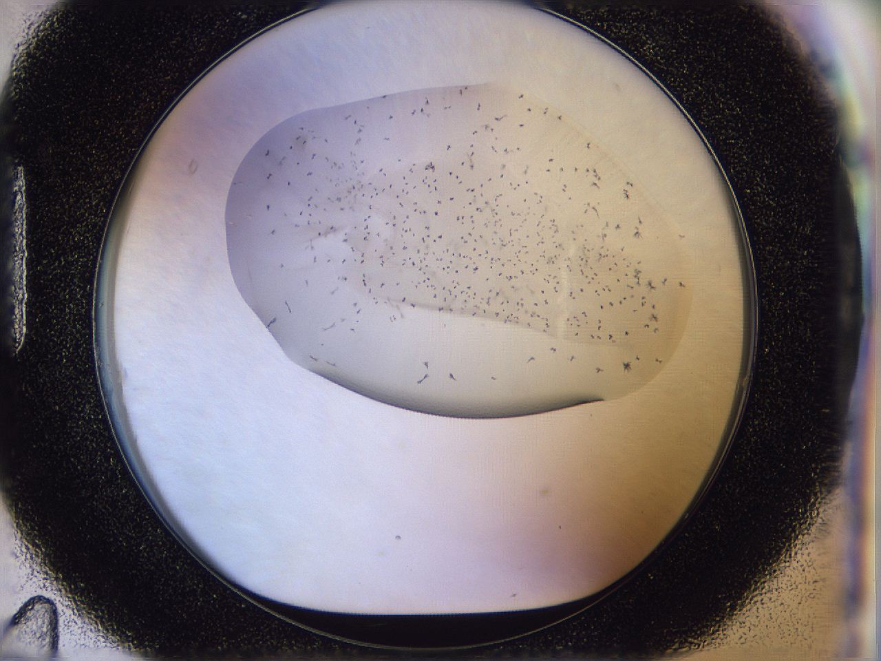 056l_H11_ImagerDefaults_6.jpg
