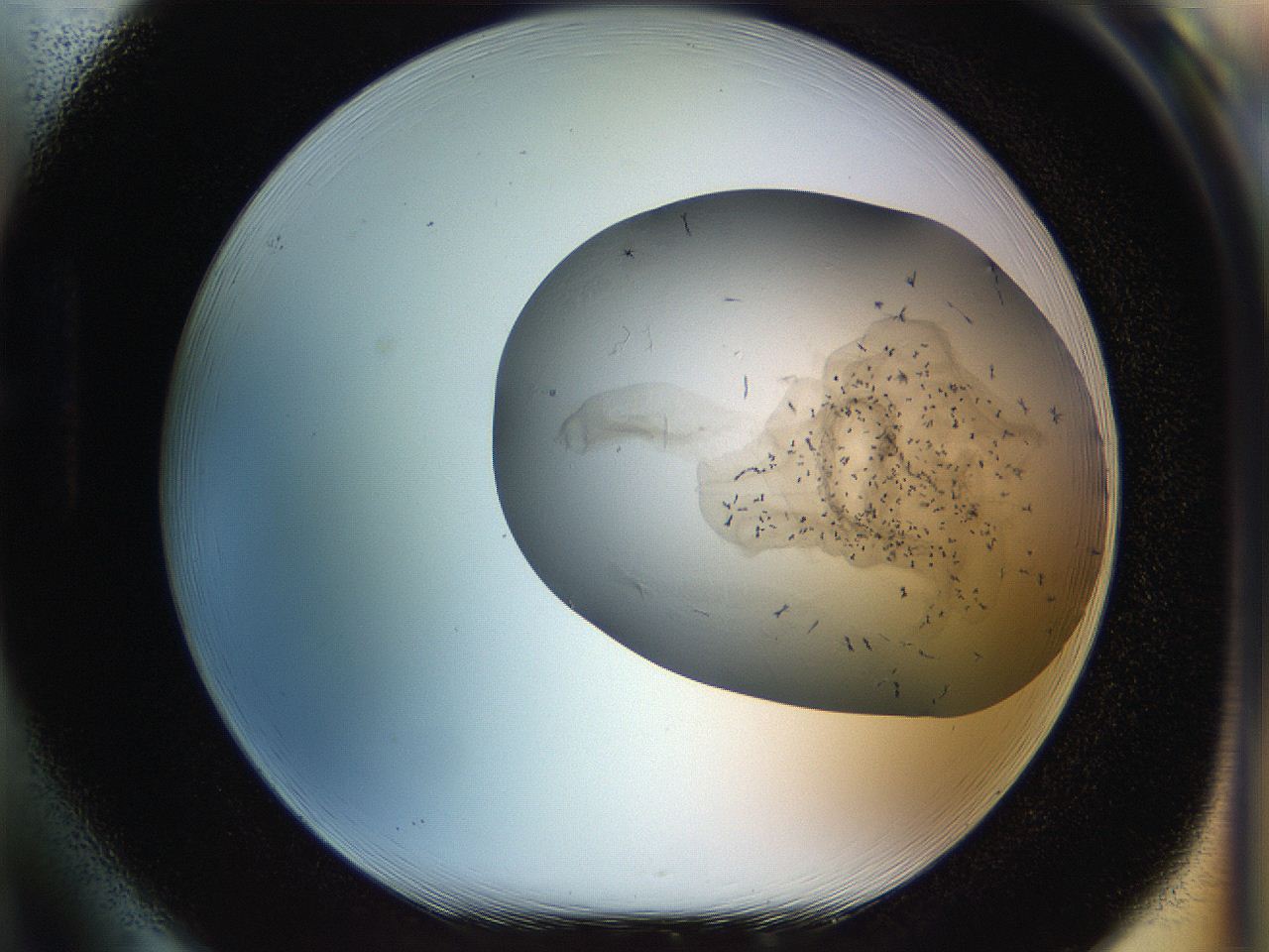 056m_H1_ImagerDefaults_6.jpg