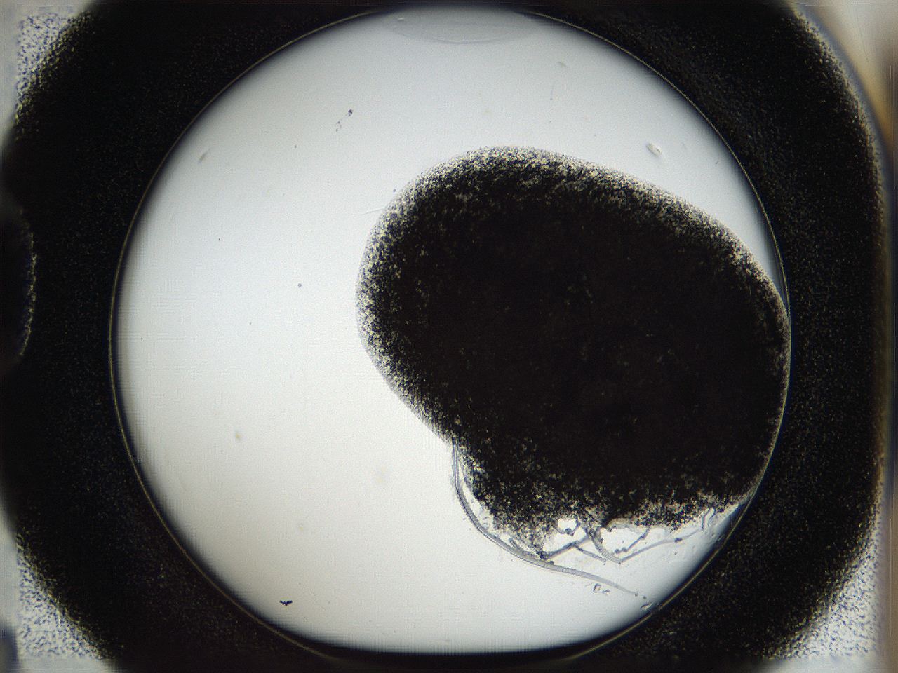 056s_D4_ImagerDefaults_9.jpg