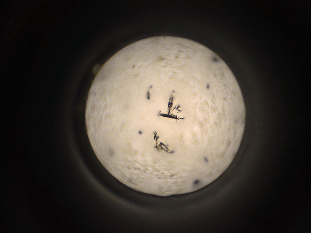 059h_D13_ImagerDefaults_9.jpg
