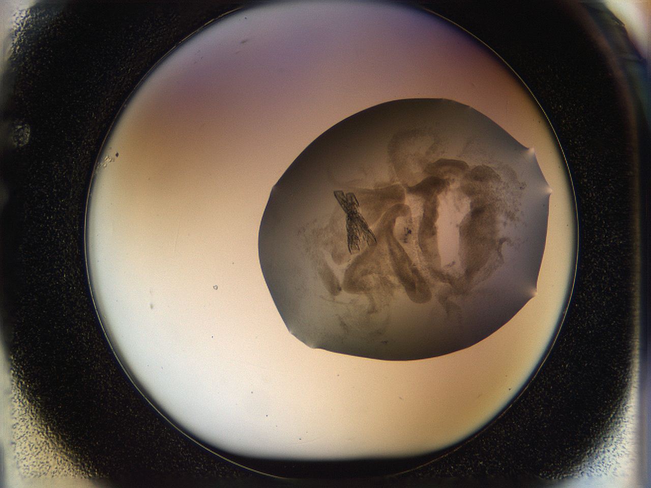 059v_F1_ImagerDefaults_8.jpg