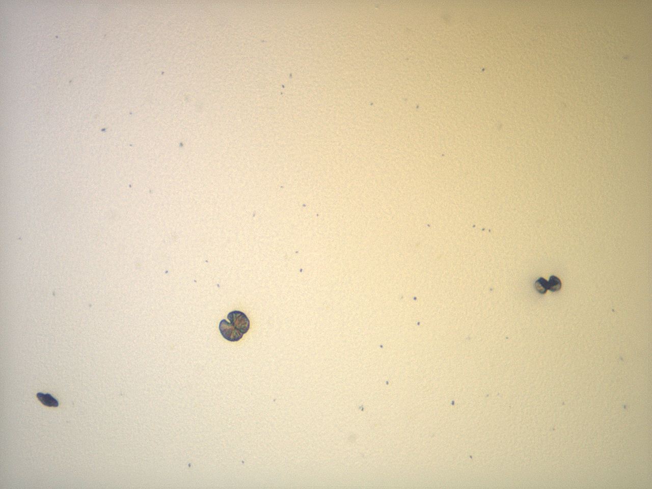 05ai_A6_ImagerDefaults_6.jpg
