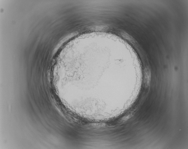 X0000054580626200508300101.png