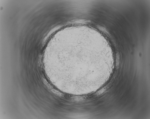 X0000054581404200508300049.png