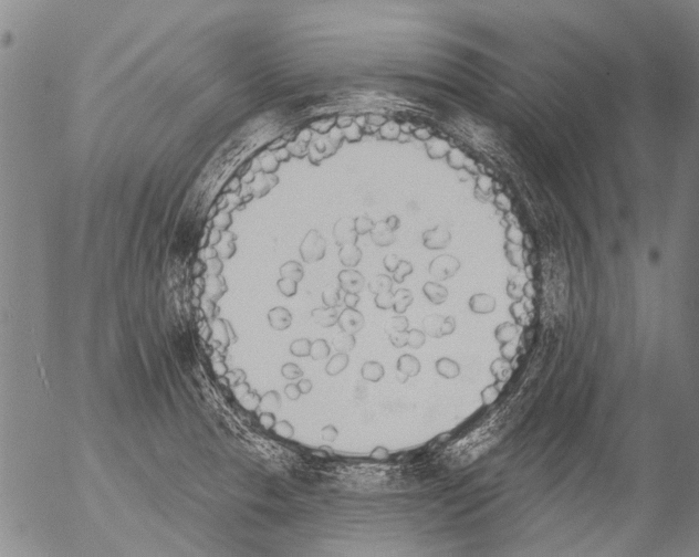 X0000054581329200508300050.png