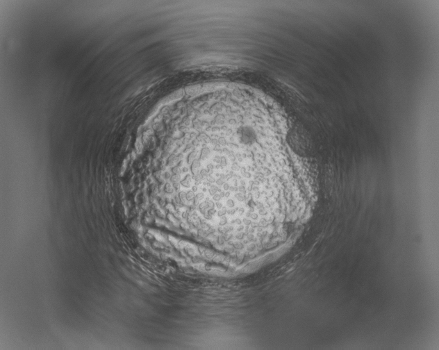 X0000055210917200508301318.png