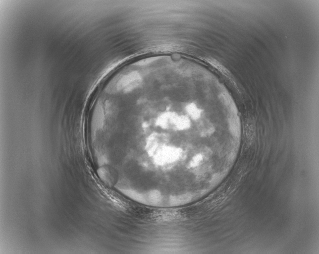 X0000054350886200508190125.png