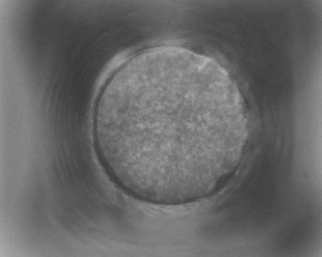 X0000053460006200508112209.png