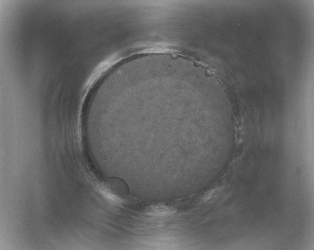 X0000054350296200508190135.png