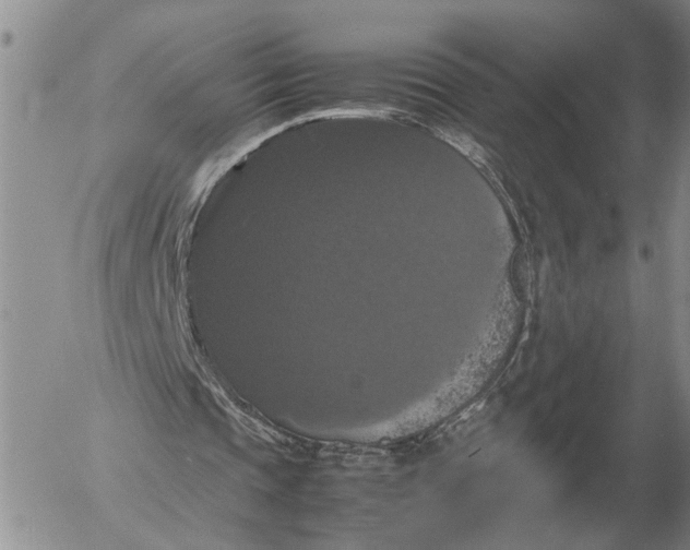 X0000054170337200508101805.png