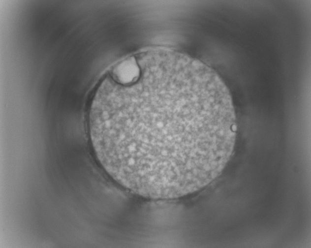 X0000053460338200508112203.png