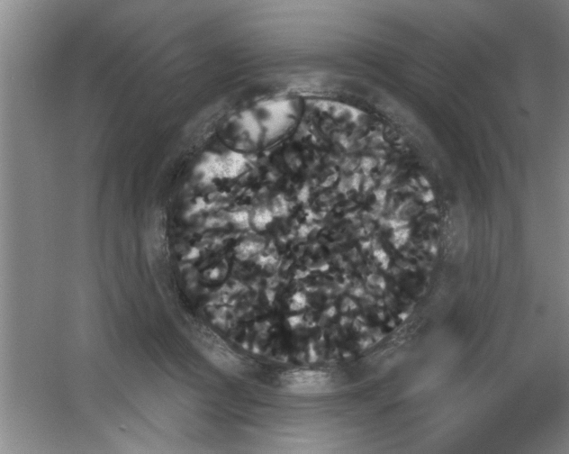 X0000053460361200508112203.png