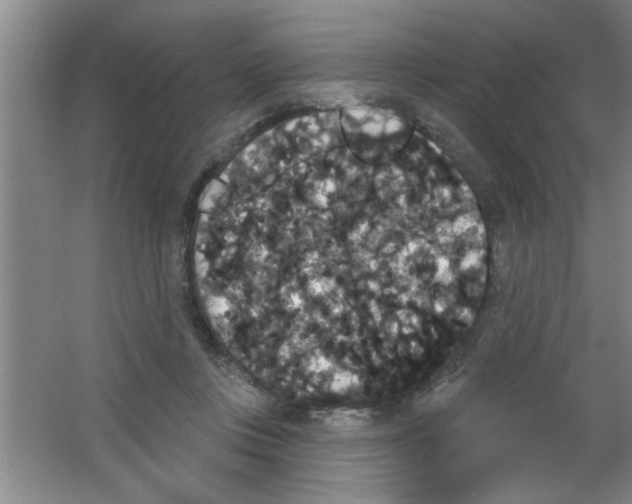 X0000053460359200508112203.png