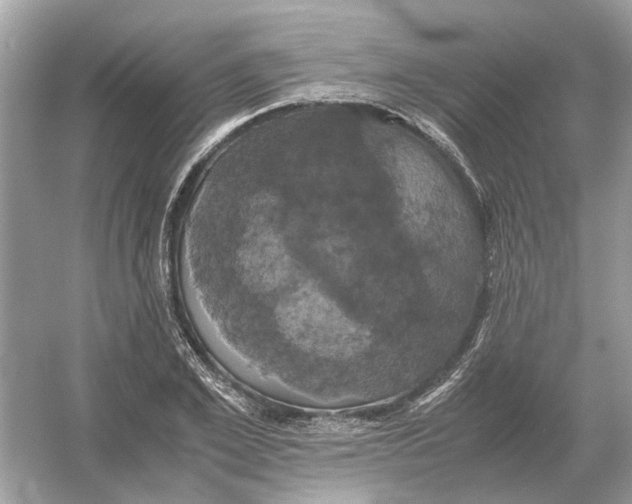 X0000054350981200508190124.png