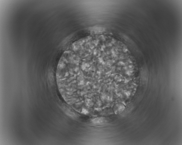 X0000053460761200508112157.png