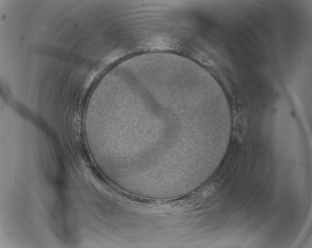 X0000054170012200508101811.png