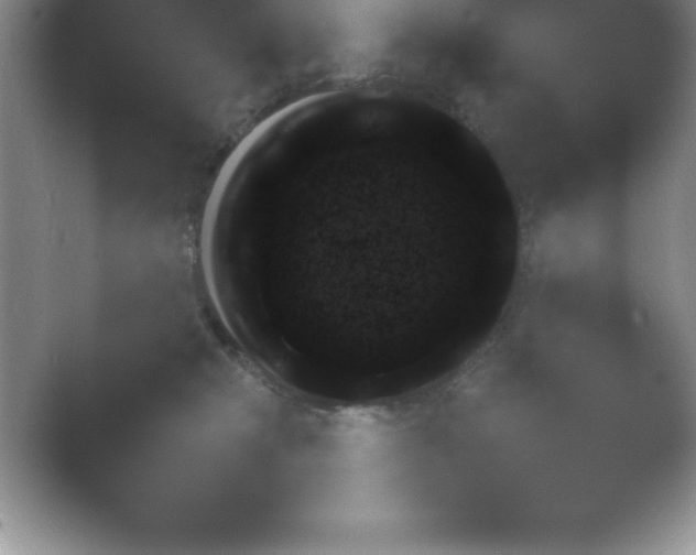X0000054730277200508171900.png