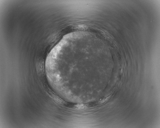X0000054350425200508190133.png