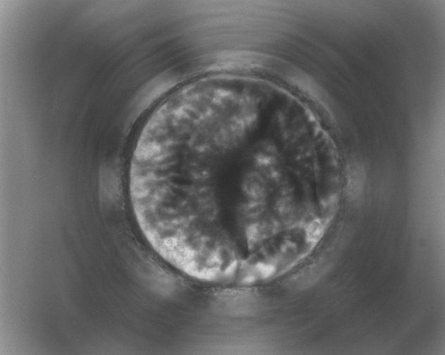 X0000053460874200508112154.png