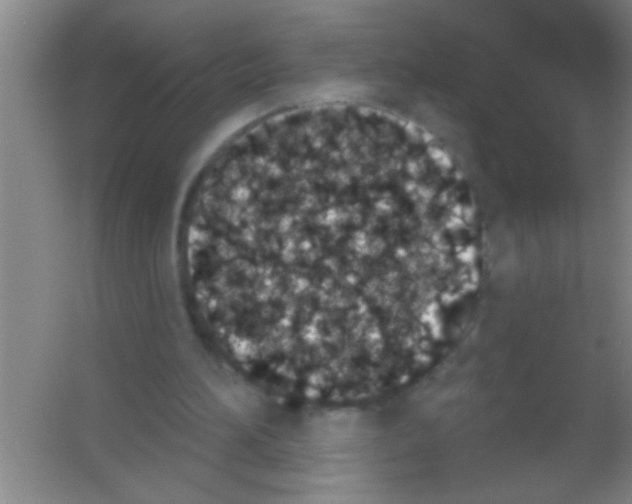 X0000053460196200508112206.png