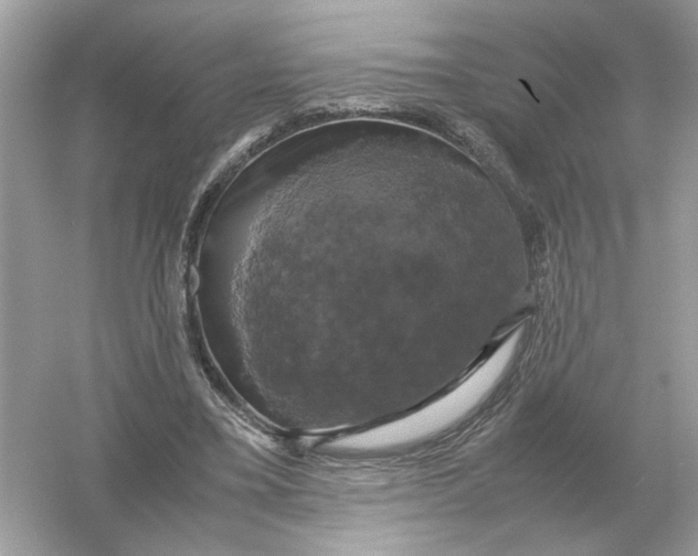 X0000054350395200508190133.png