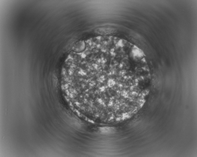 X0000053460371200508112203.png