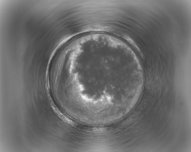 X0000054351080200508190122.png