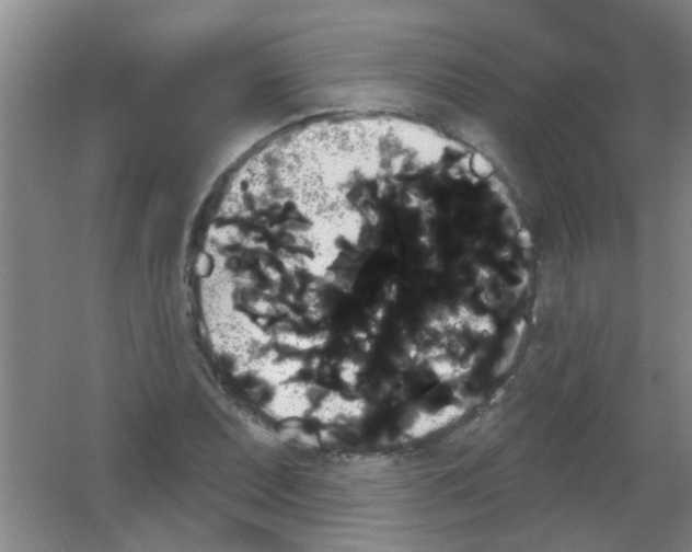X0000053461071200508112151.png