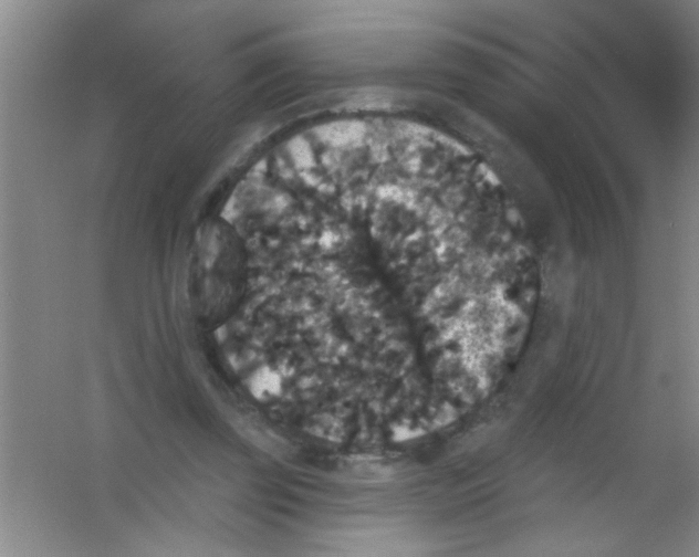 X0000053460347200508112203.png