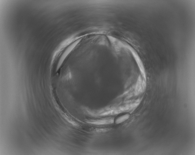 X0000054350149200508190137.png