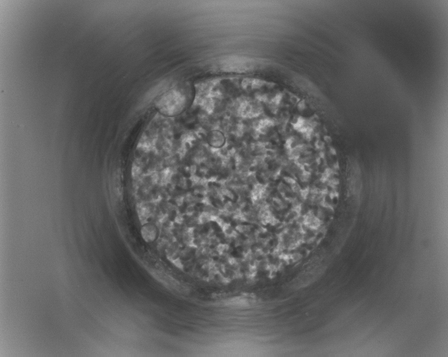 X0000053460683200508112158.png