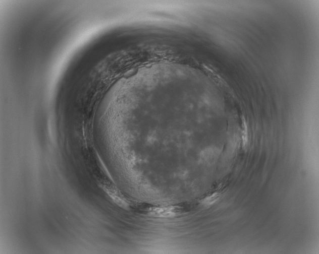 X0000054350524200508190131.png