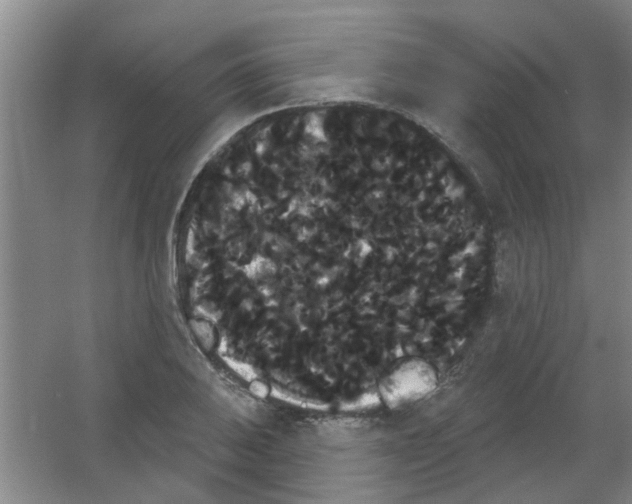 X0000053461031200508112152.png