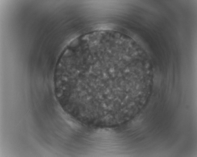 X0000053460386200508112203.png