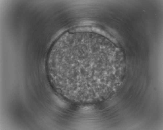 X0000053460155200508112206.png