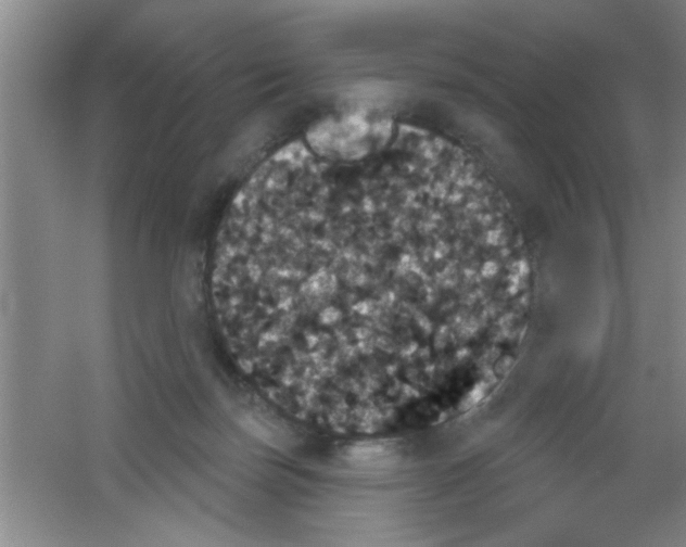 X0000053460171200508112206.png