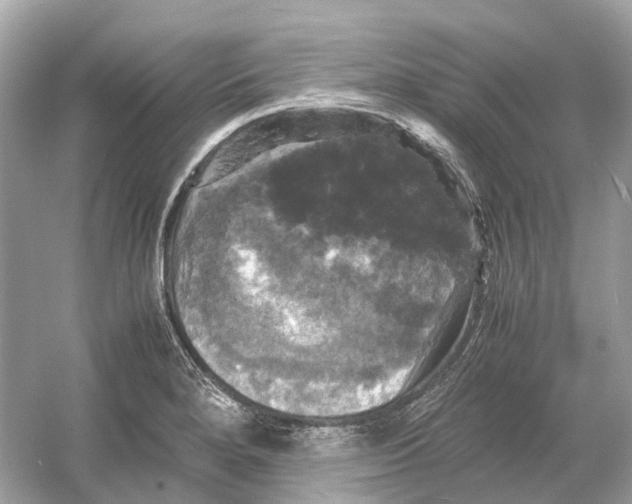 X0000054351280200508190118.png
