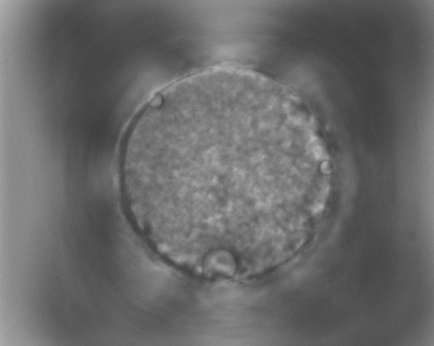 X0000053460290200508112204.png
